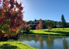 Thumbnail for Pukekohe